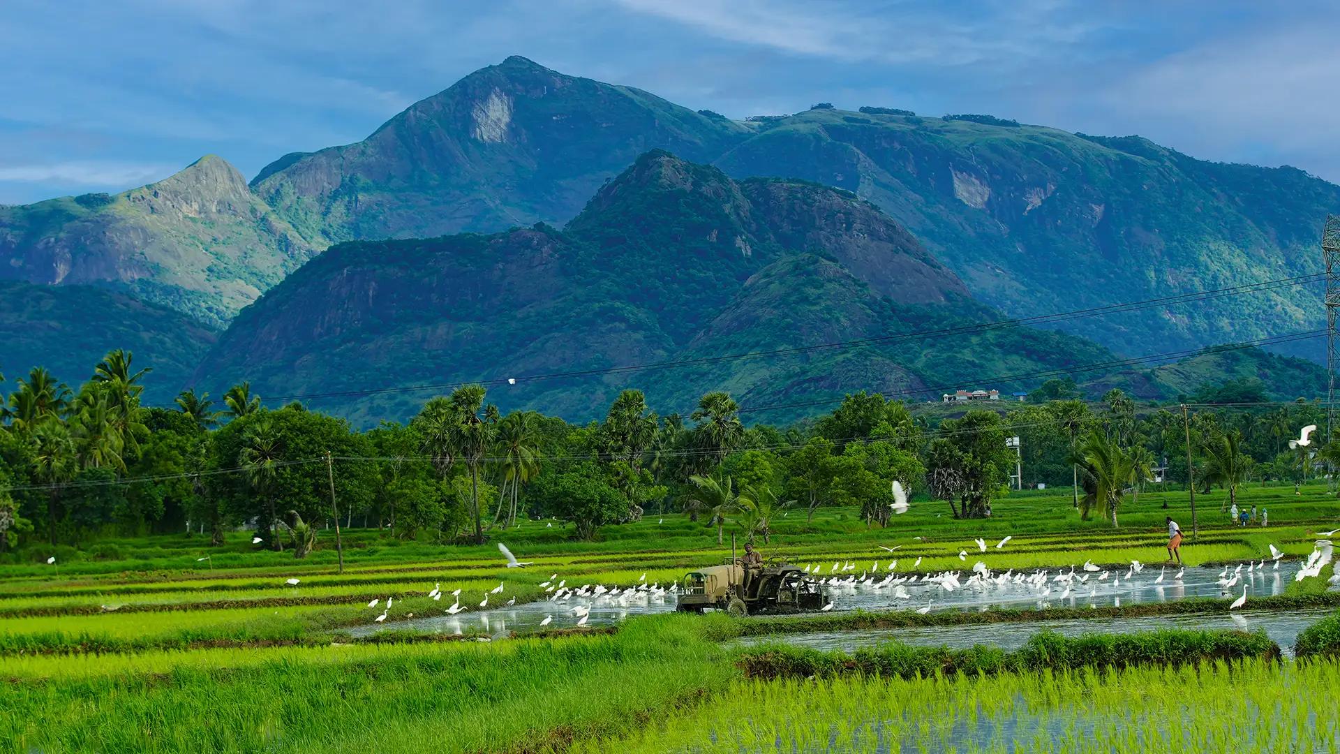 Village Life of Kerala