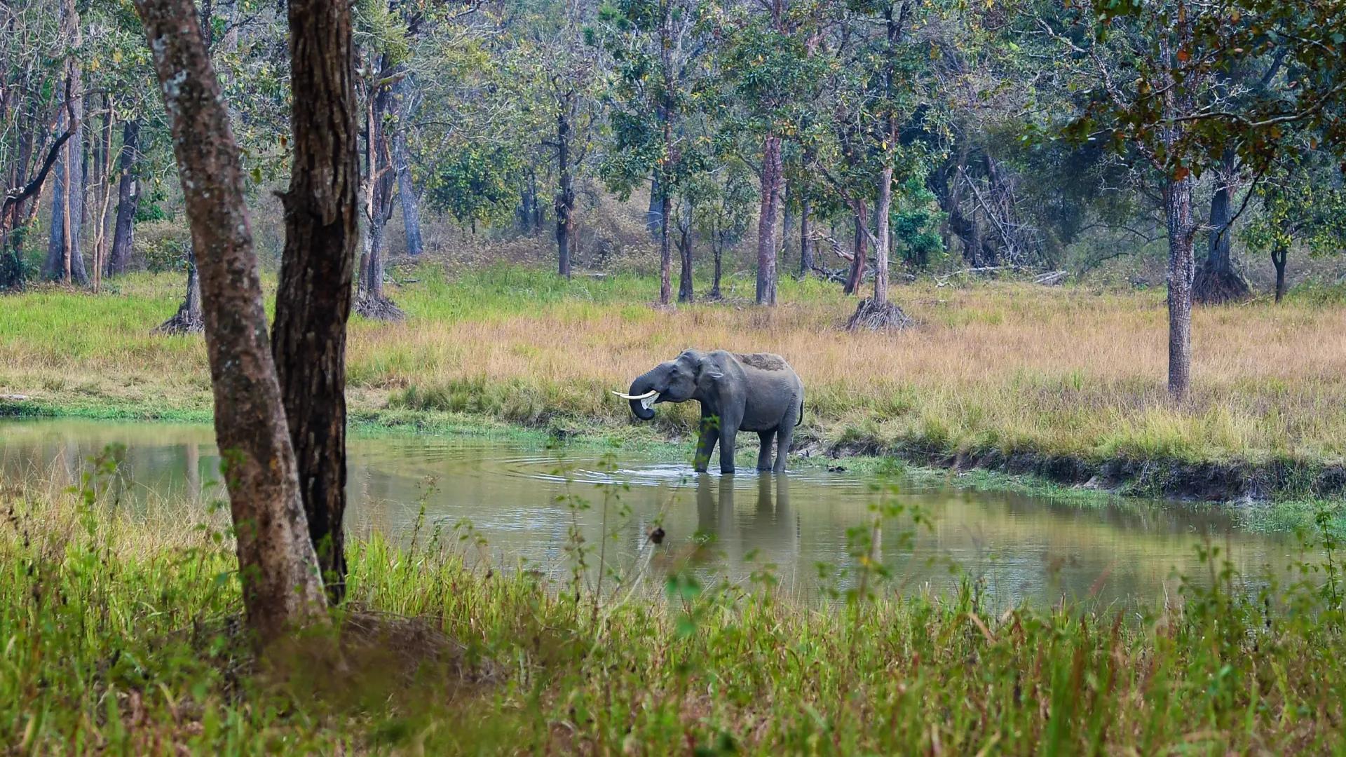 Wayanad Wildlife Sanctuary