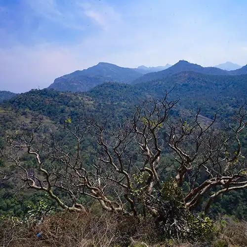 Chinnar Wildlife Sanctuary