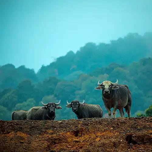 Idukki Wildlife Sanctuary