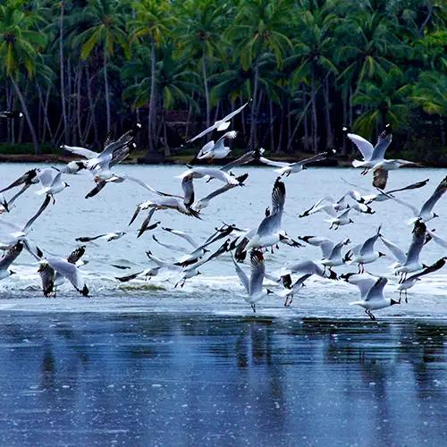 Kadalundi Bird Sanctuary