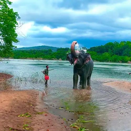 Kodanad  Elephant Training Centre