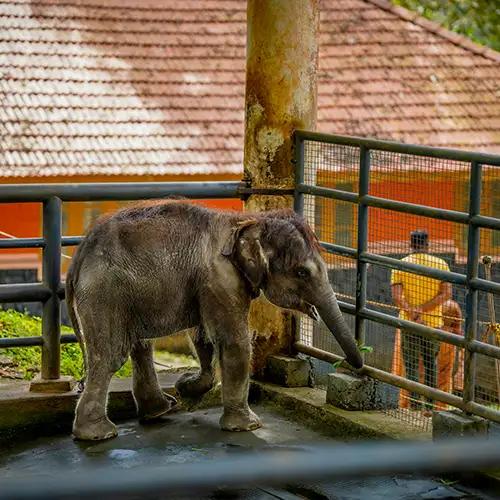 Konni Elephant Training Centre