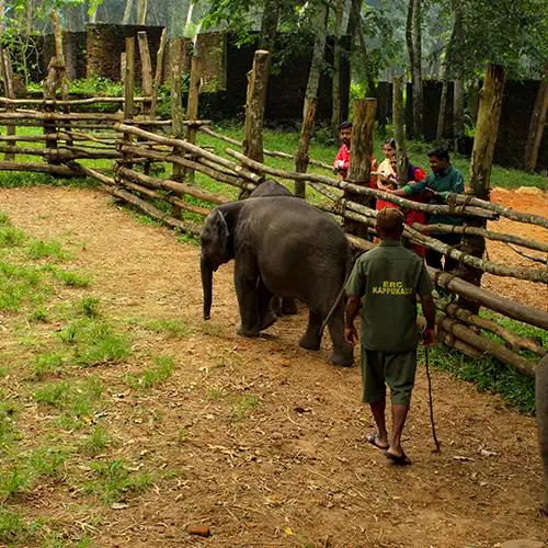 Kottur Elephant Rehabilitation Centre