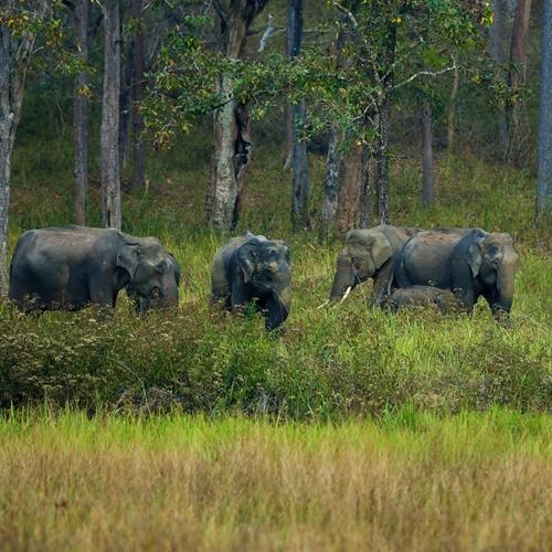 Muthanga Wildlife Sanctuary