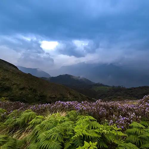 Neelakurinji flowers on the hills of Munnar