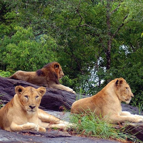 Neyyar Wildlife Sanctuary