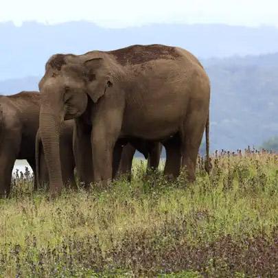 Parambikulam Tiger Reserve