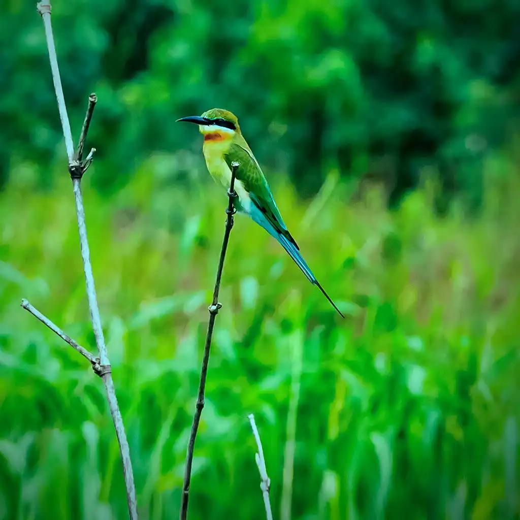 A Haven for Avian Wonders