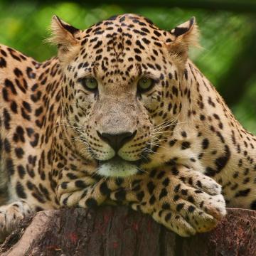 The Zoological Park, Thiruvananthapuram