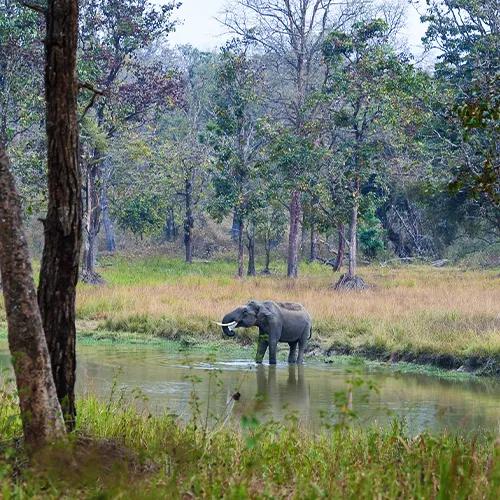 Wayanad Wildlife Sanctuary