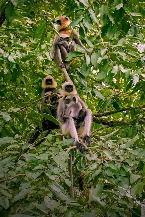 Begur Wildlife Sanctuary