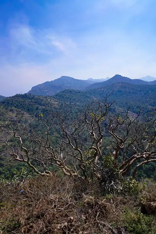 Chinnar Wildlife Sanctuary