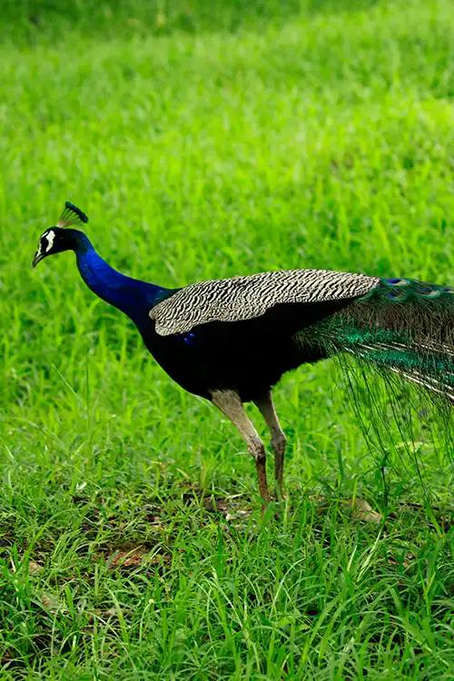 Choolannur Pea Fowl Sanctuary