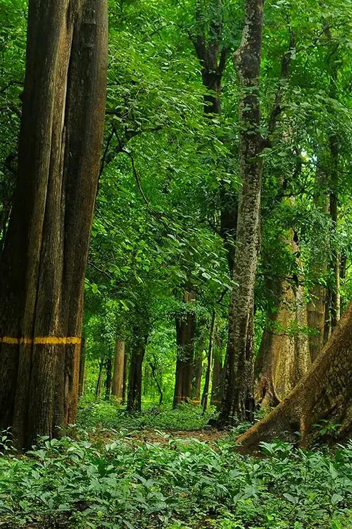 Conolly's Plot - teak plantation