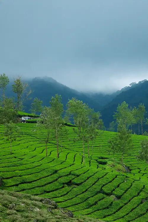 Devikulam Hills