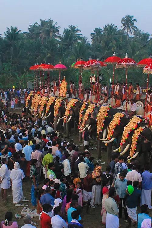 Elephants at Arattupuzha Pooram