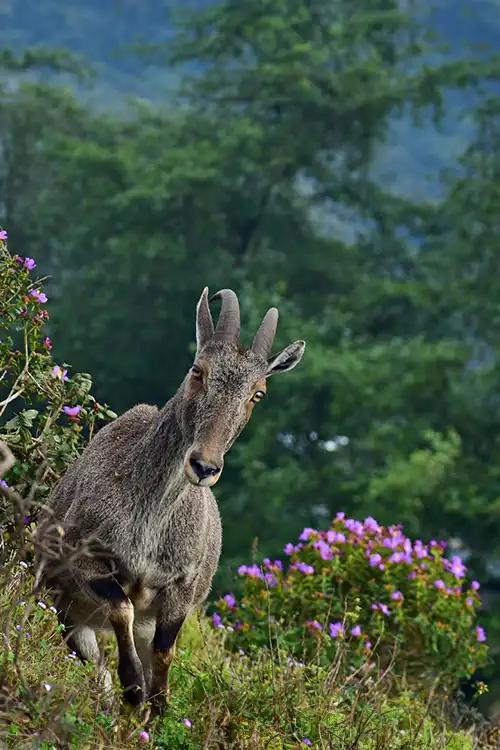 Eravikulam National Park