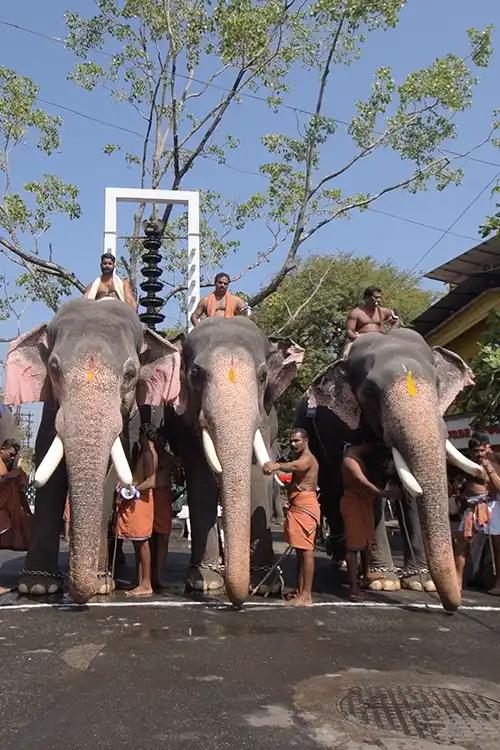 Elephants ready for the race