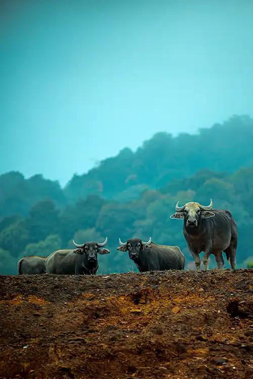 Idukki Wildlife Sanctuary