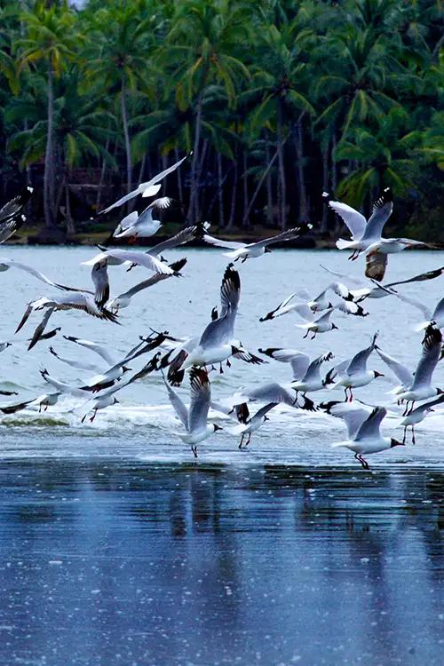 Kadalundi Bird Sanctuary