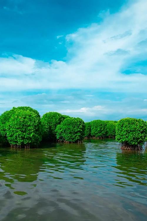 Kavvayi Backwaters