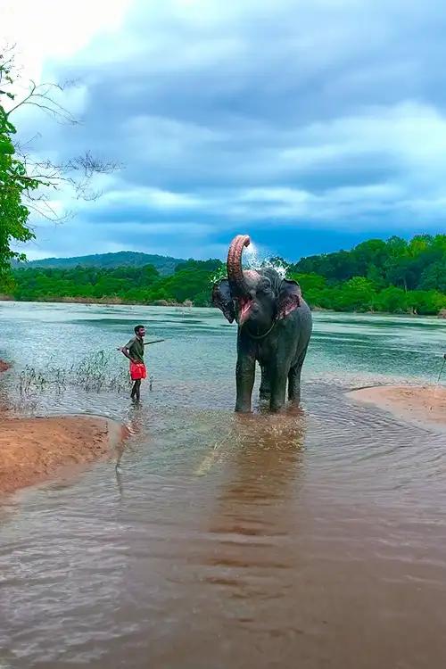 Kodanad  Elephant Training Centre