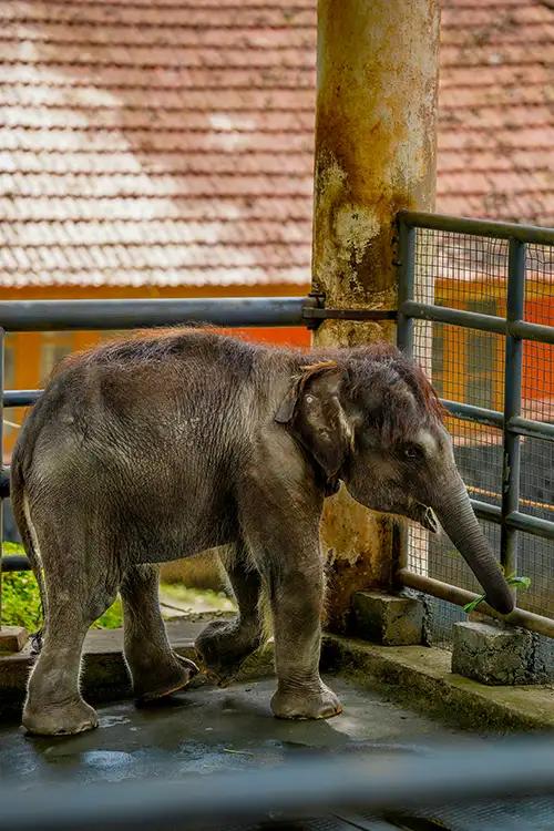 Konni Elephant Training Centre