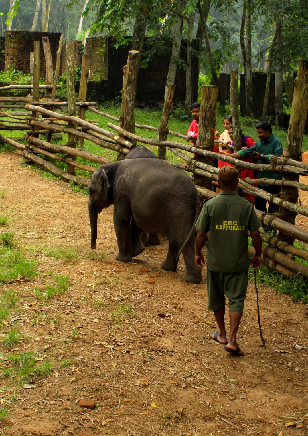 Kottur Elephant Rehabilitation Centre