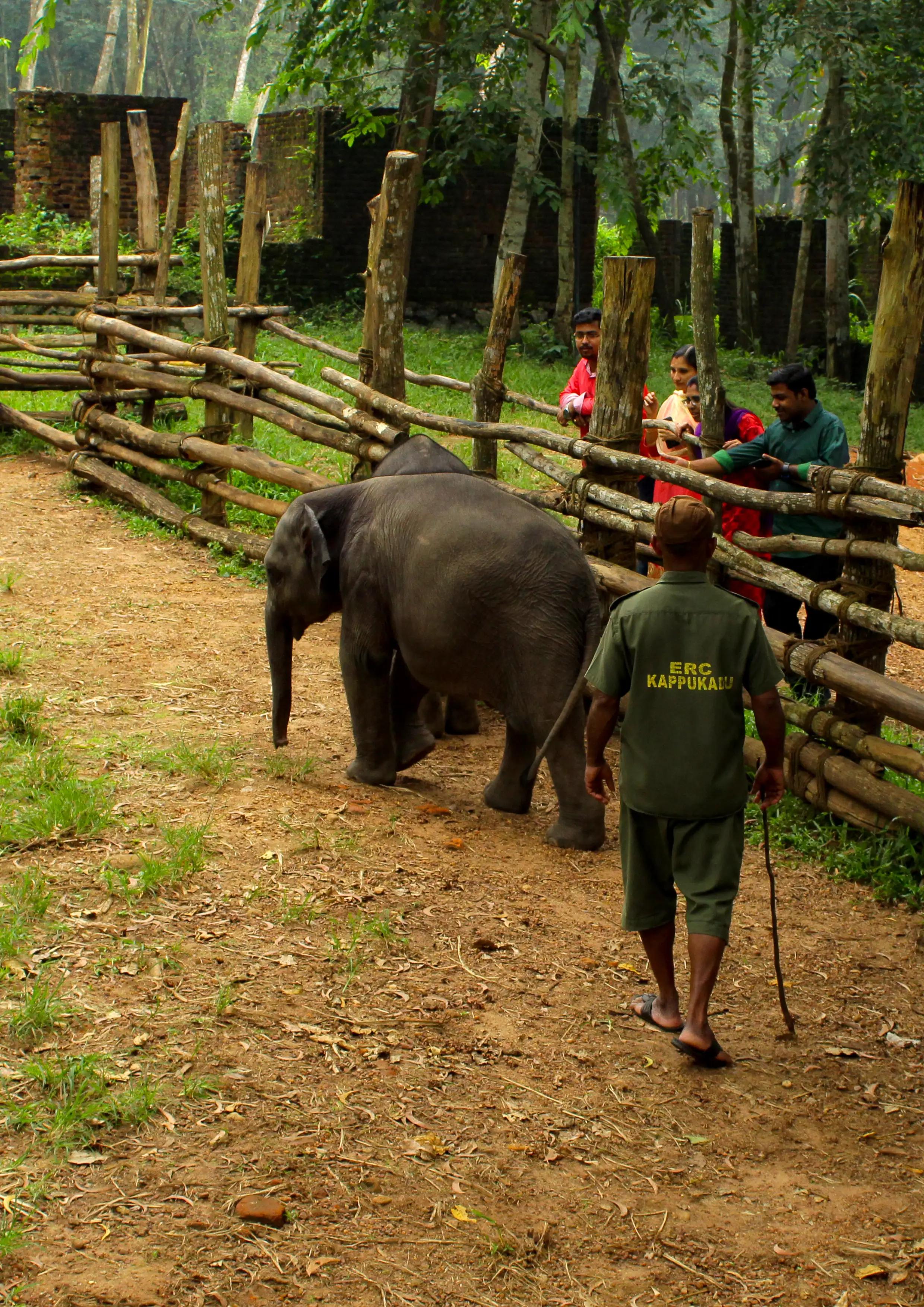 Kottur Elephant Rehabilitation Centre