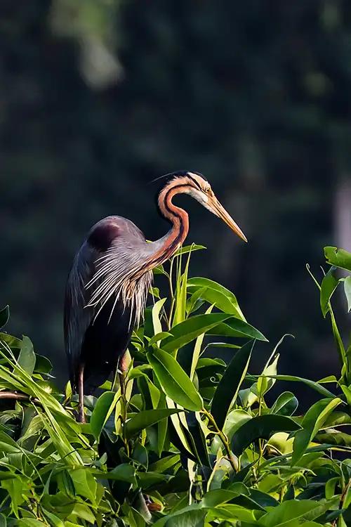 Kumarakom Bird Sanctuary