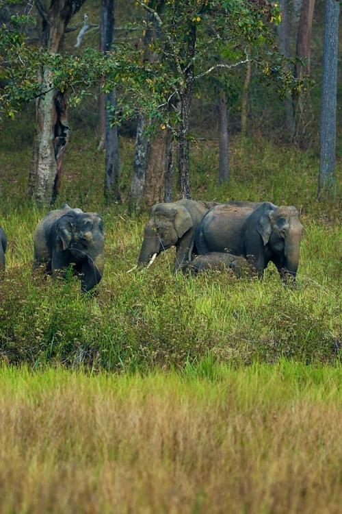 Muthanga Wildlife Sanctuary