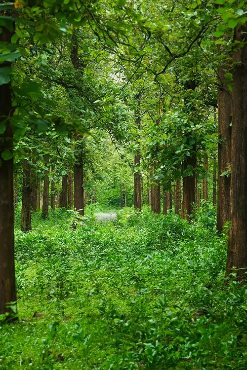 Nedumkayam Rainforest