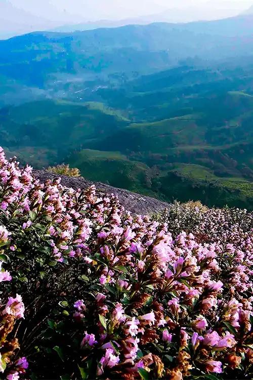 Neelakurinji Flower Blooming