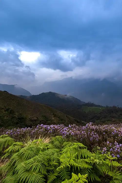 Neelakurinji flowers on the hills of Munnar