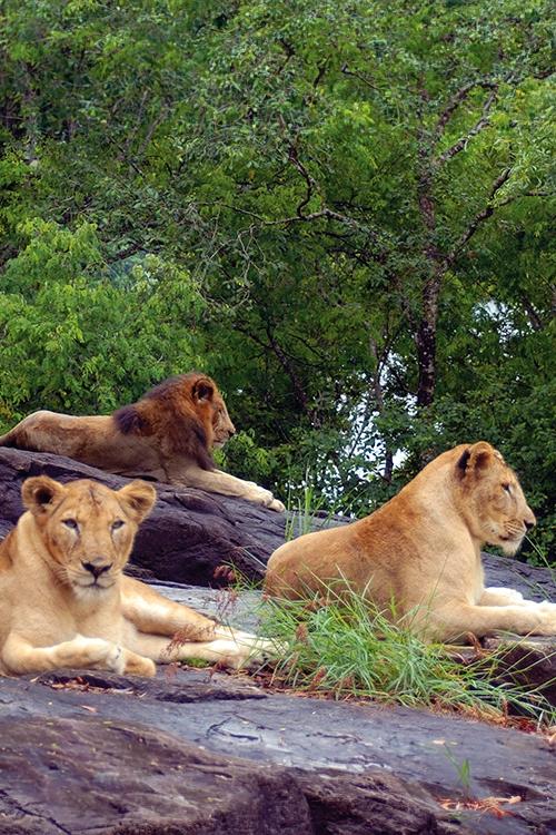 Neyyar Wildlife Sanctuary