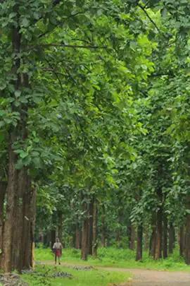 Nilambur Teak Plantation