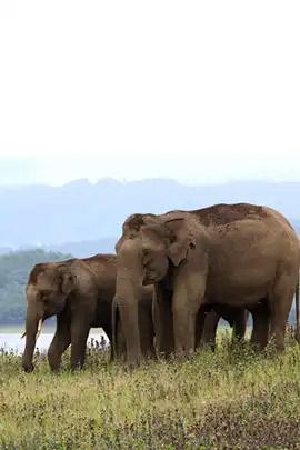 Parambikulam Tiger Reserve