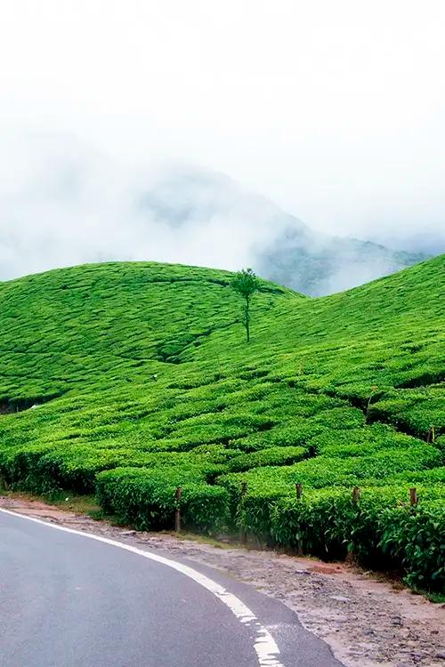 Tea plantations in Munnar