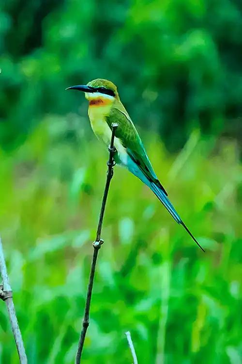 Thattekkad Bird Sanctuary