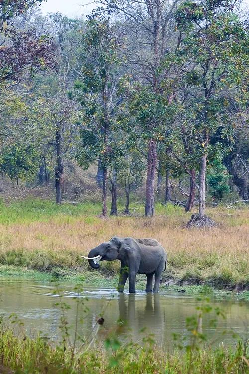 Wayanad Wildlife Sanctuary