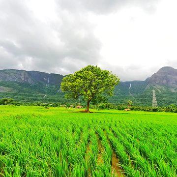 nelliyampathy hills