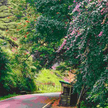 Munnar Udumalpet road