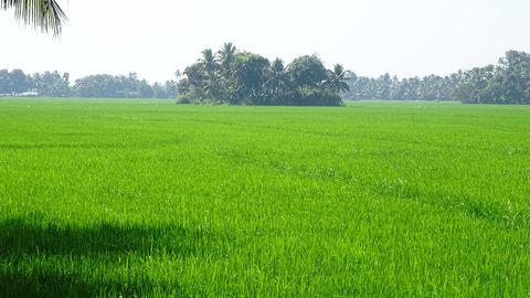 Paddy fields in Kavalam