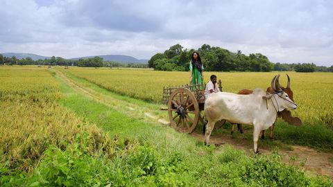 Palakkad Paddy Fields