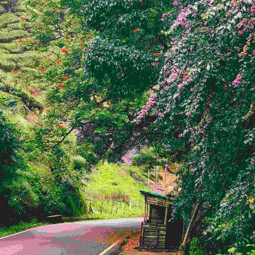 Munnar Udumalpet Road