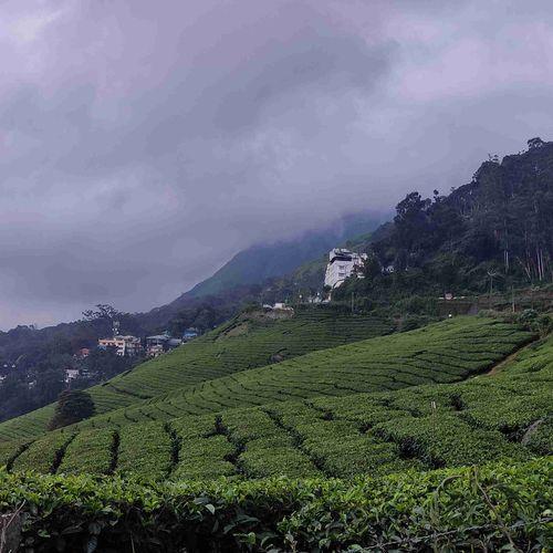 Tea Plantation In Munnar