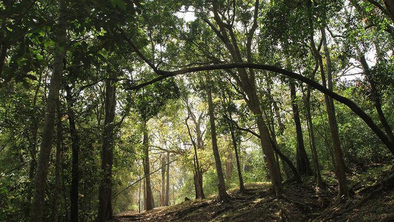 Bear Path Trail | Parambikulam Tiger Reserve