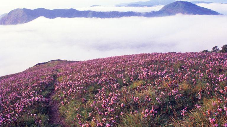 Blooming of Neelakurinji