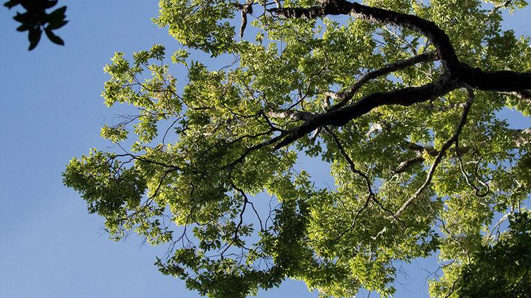 Chenkuruny tree or Shenkuruny tree | Thenmala - Shenduruny